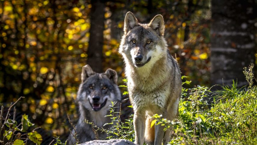 Wildpark Cumberland Wölfe Wildpark Cumberland Wölfe