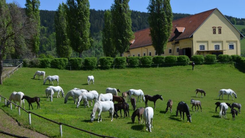 Lipizzanergestüt Piber Lipizzanergestüt Piber