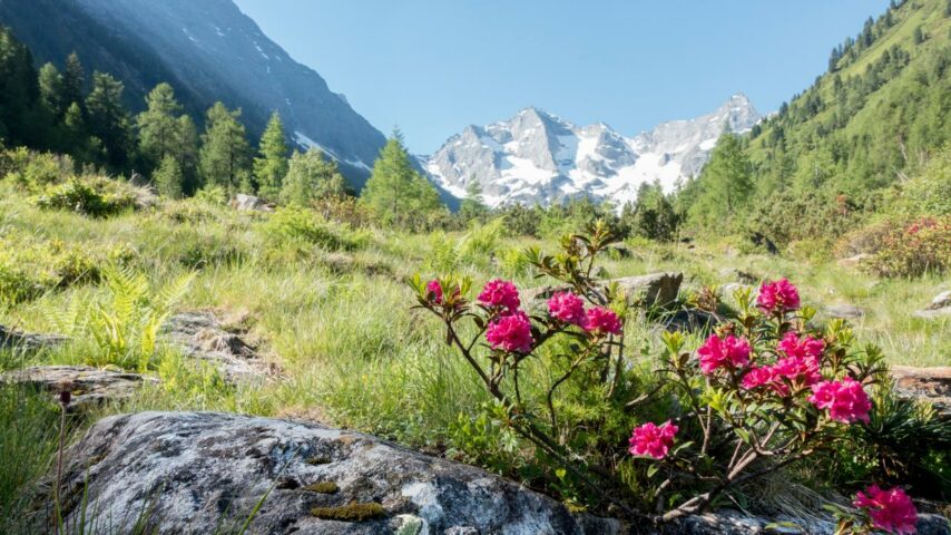 Bergpanorama mit Alpenrosen Bergpanorama mit Alpenrosen