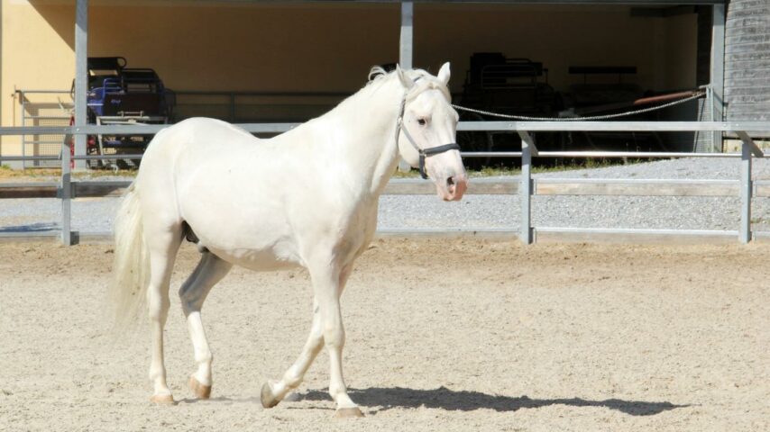 Lipizzaner Lipizzaner
