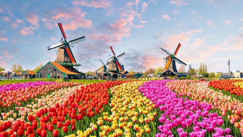 Tulpenblüte Tulpenblüte