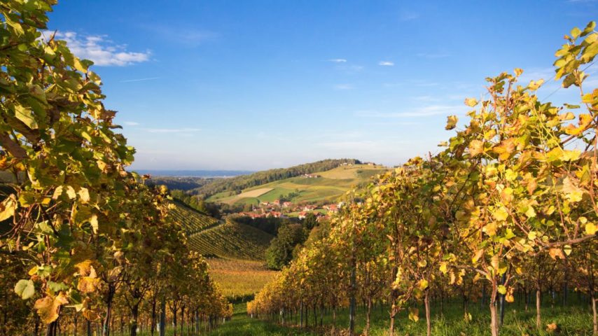 Steirische Weinreben Steirische Weinreben