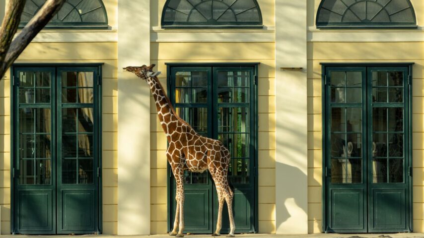 Tiergarten Schönbrunn, Giraffe Tiergarten Schönbrunn, Giraffe