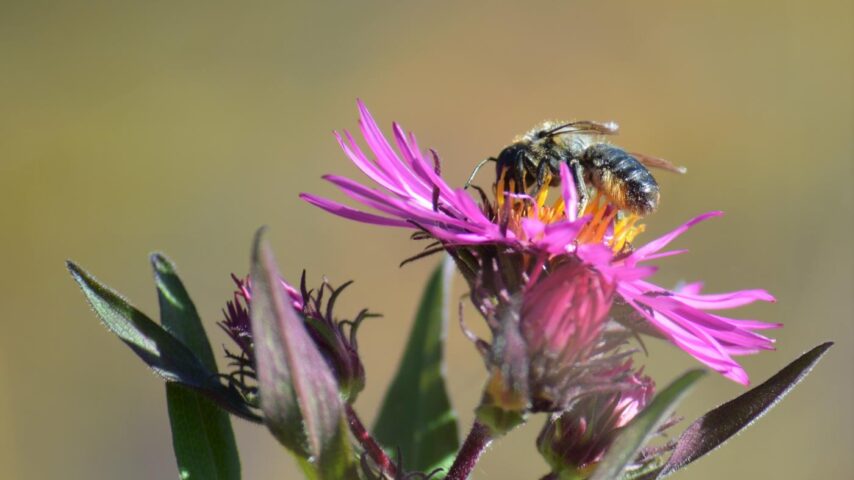Alpengarten Bad Aussee