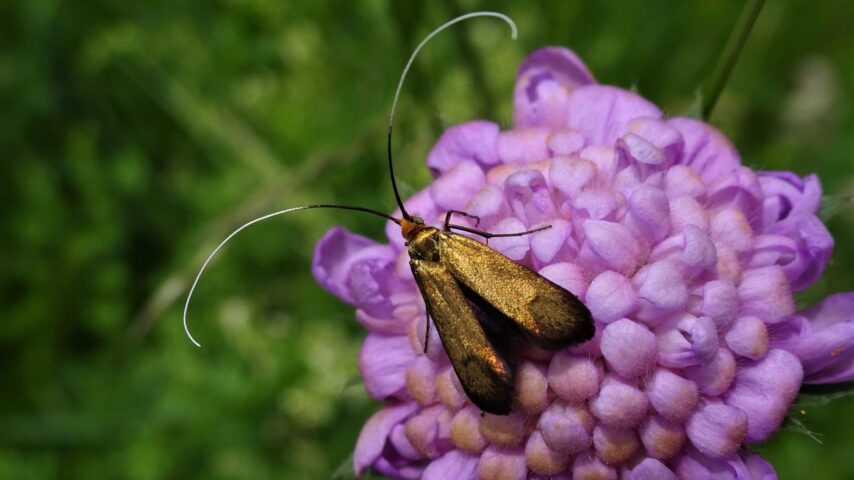 Alpengarten Bad Aussee