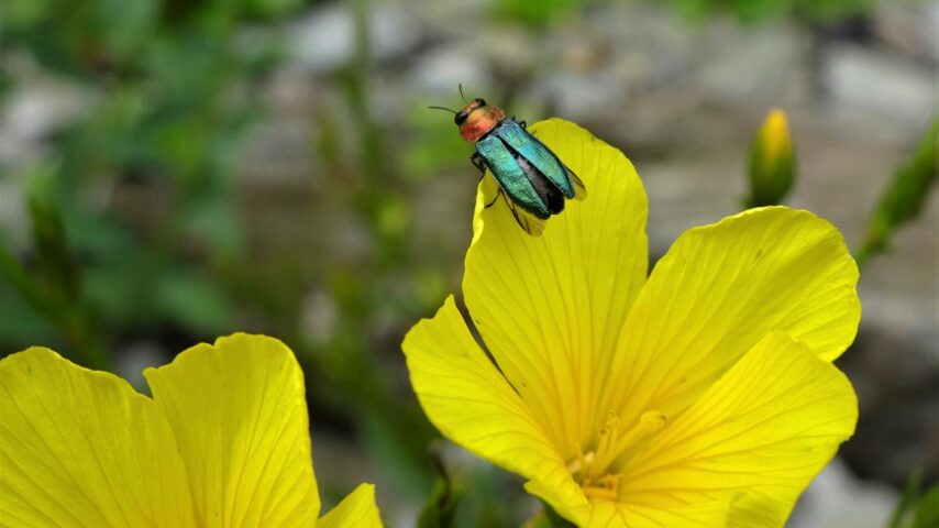 Alpengarten Bad Aussee