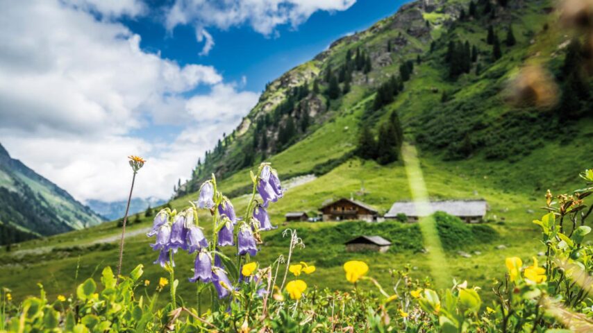 Almwiese Montafon