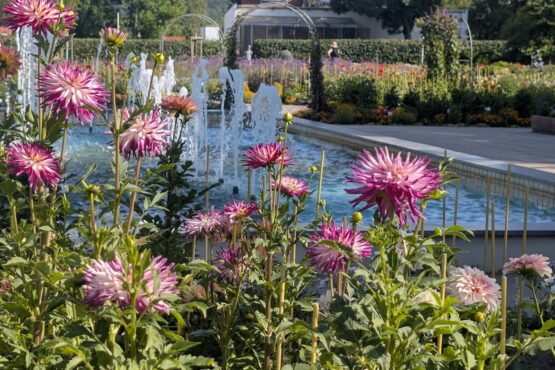 Blumen vor Brunnen, Egapark