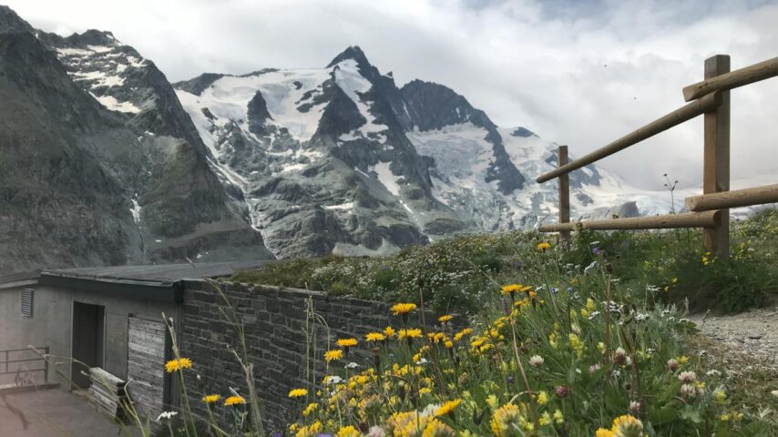 Großglockner mit Blumen im Vordergrund