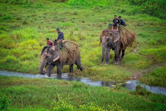 Elefantenreiter, Chtiwan Nationalpark