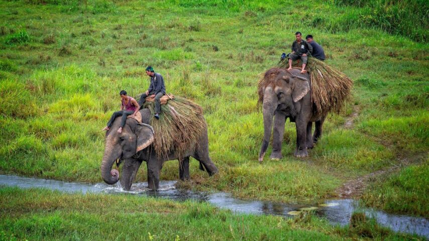 Elefantenreiter, Chtiwan Nationalpark