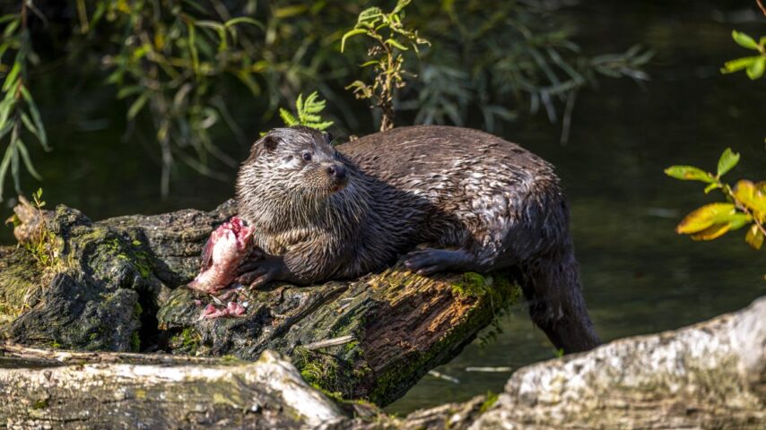 Wildpark Cumberland | Fischotter