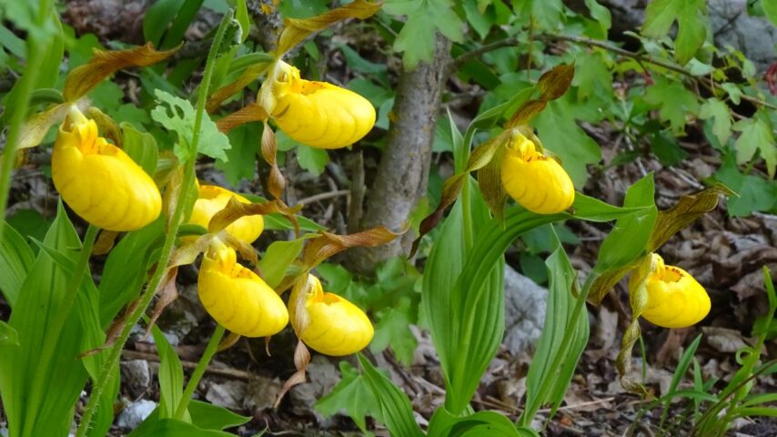 Alpengarten Bad Aussee