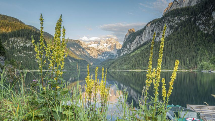 Blumen am Gosausee mit Blick auf Dachstein Blumen am Gosausee mit Blick auf Dachstein