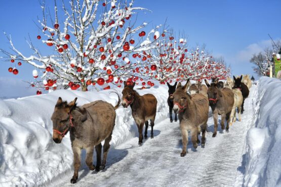 Weihnachtsmarkt Gut Aiderbichl | Esel