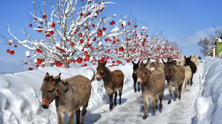 Weihnachtsmarkt Gut Aiderbichl | Esel