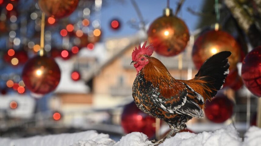 Weihnachtsmarkt Gut Aiderbichl | Hahn
