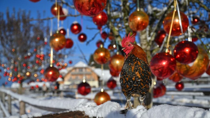 Weihnachtsmarkt Gut Aiderbichl | Deko