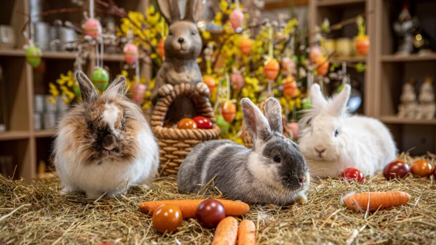 Ostermarkt Gut Aiderbichl | Hase Ostermarkt Gut Aiderbichl | Hase