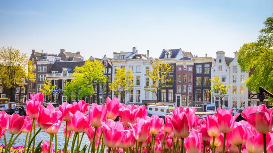 Tulpenblüte in Holland Tulpenblüte in Holland