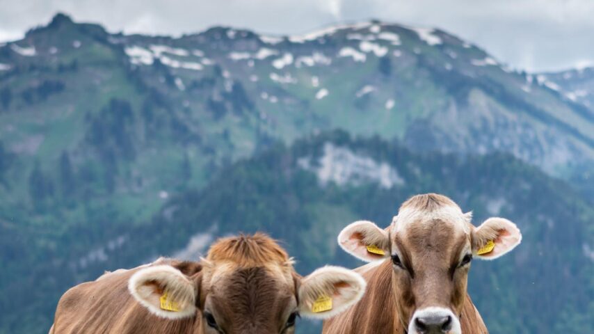 Kühe im Bregenzerwald