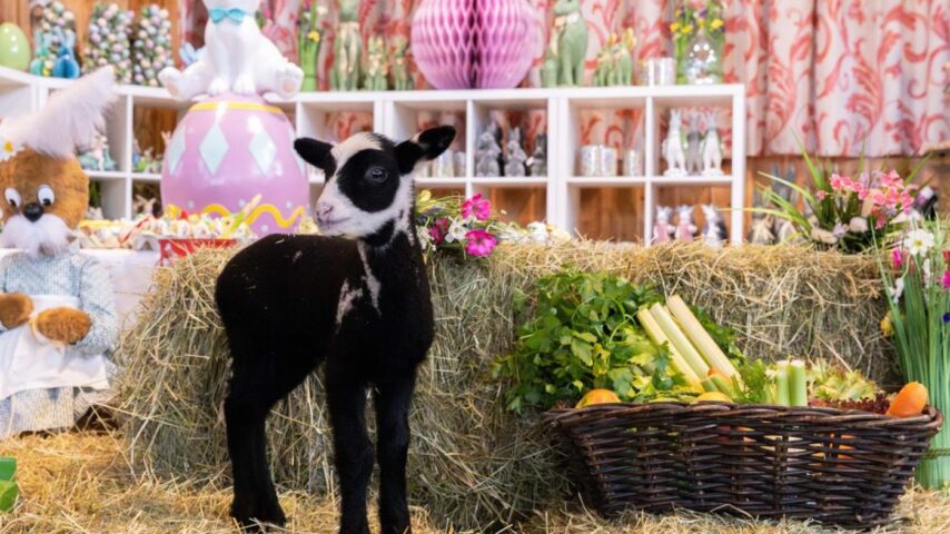 Ostermarkt Gut Aiderbichl | Hase Ostermarkt Gut Aiderbichl | Hase