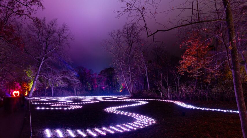 Illumina Lichtergarten | Wald