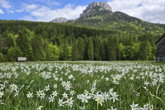 Narzissenwiesen im Ausseerland