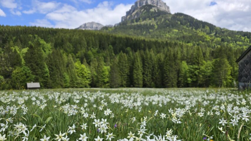 Narzissenwiesen im Ausseerland