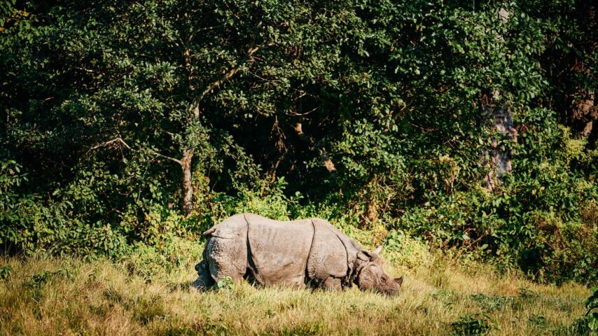 Nashorn, Nepal