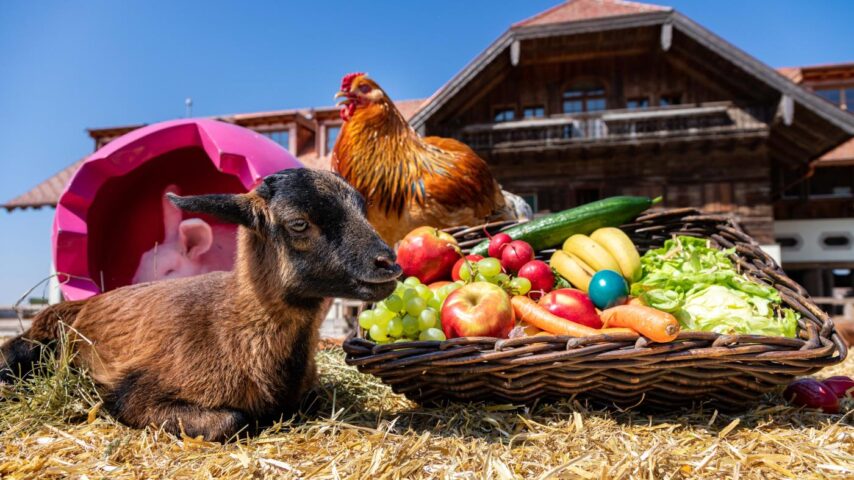 Ostermarkt Gut Aiderbichl | Hase Ostermarkt Gut Aiderbichl | Hase