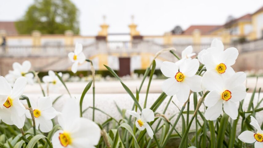 Ostermarkt Schloss Hof | Blumen