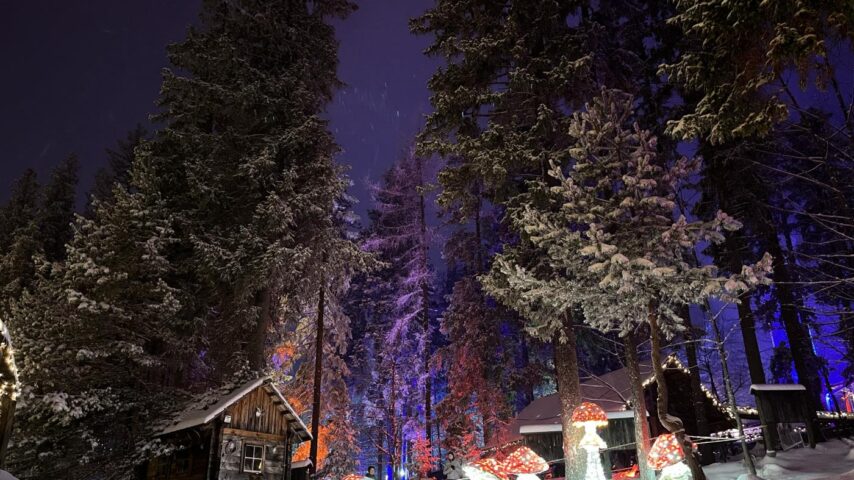 Pilze im Wald | Lichterzauber Bürgeralpe