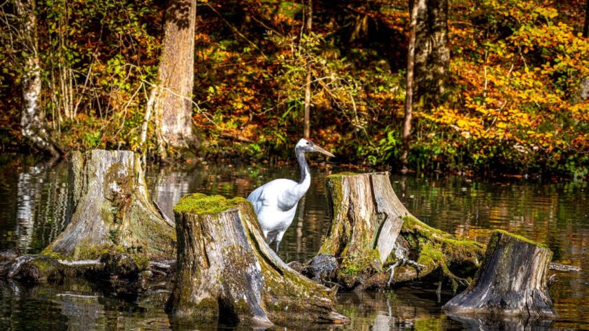 Wildpark Cumberland | Reiher