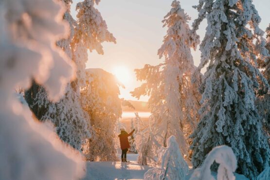 verschneiter Wald in Lappland