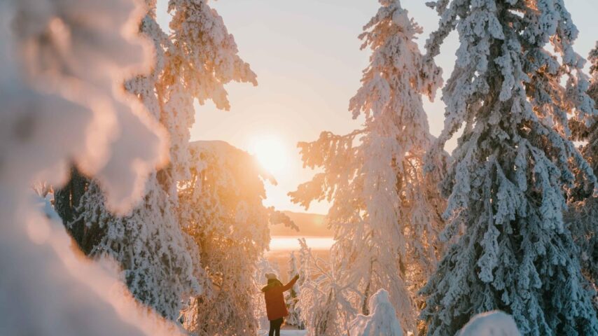 verschneiter Wald in Lappland