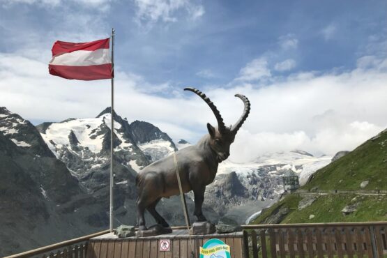 Großglockner | Steinbock