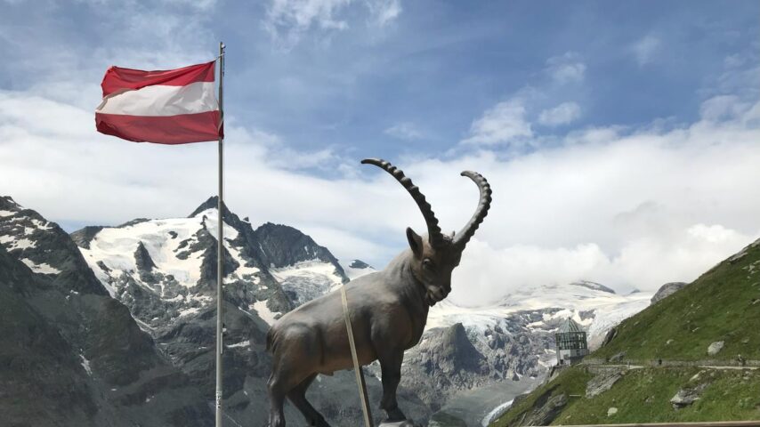 Großglockner | Steinbock