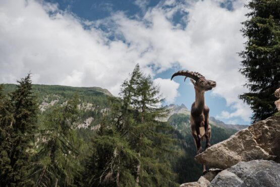 Steinbock Steinbockzentrum im Pitztal