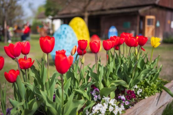 Blumengärten Hirschstetten | Tulpen