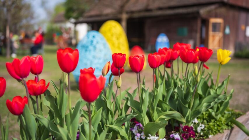Blumengärten Hirschstetten | Tulpen Blumengärten Hirschstetten | Tulpen