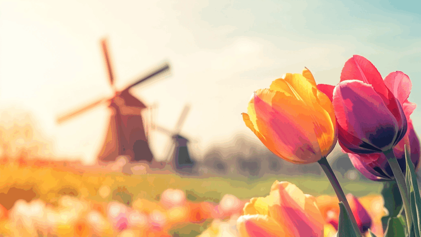 Tulpen und Windrad im Frühling Tulpen und Windrad im Frühling
