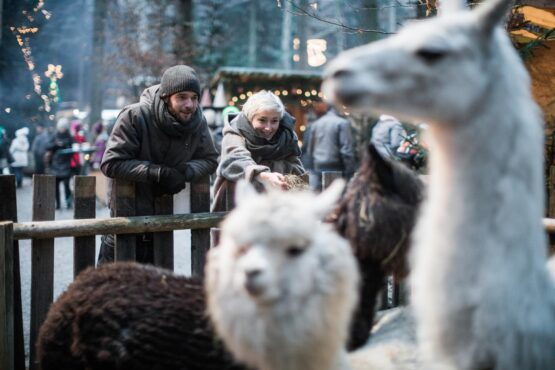 Waldweihnacht Baumkronenweg Kopfing | Alpaka