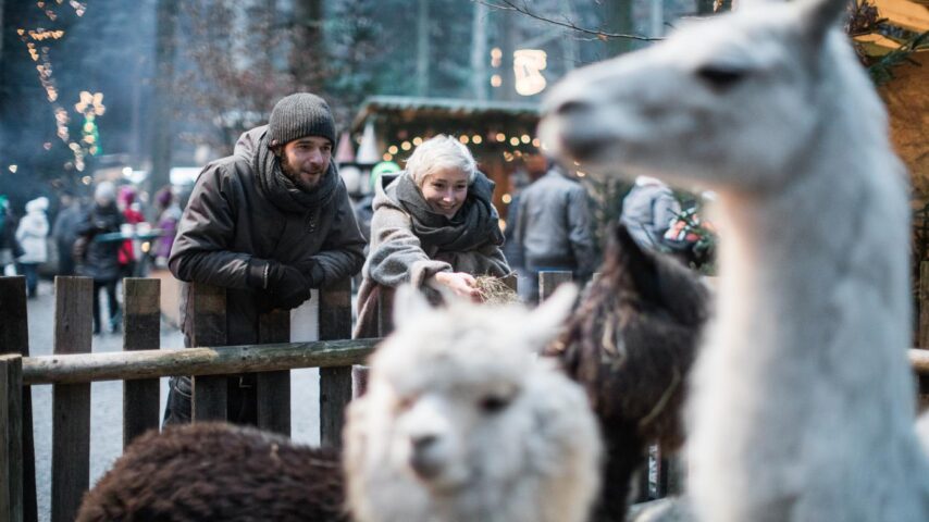 Waldweihnacht Baumkronenweg Kopfing | Alpaka