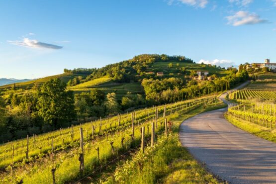 Weinberge in Friaul, Italien