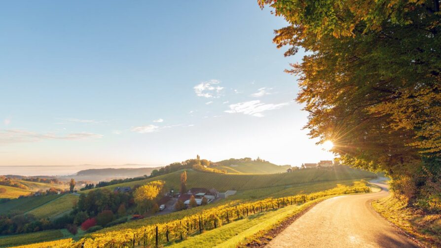 Weingärten in der Südsteiermark Weingärten in der Südsteiermark