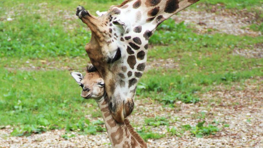 Zoo Schmiding | Giraffe Zoo Schmiding | Giraffe