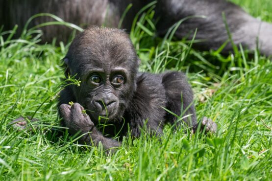 Zoo Schmiding | Gorilla Zoo Schmiding | Gorilla