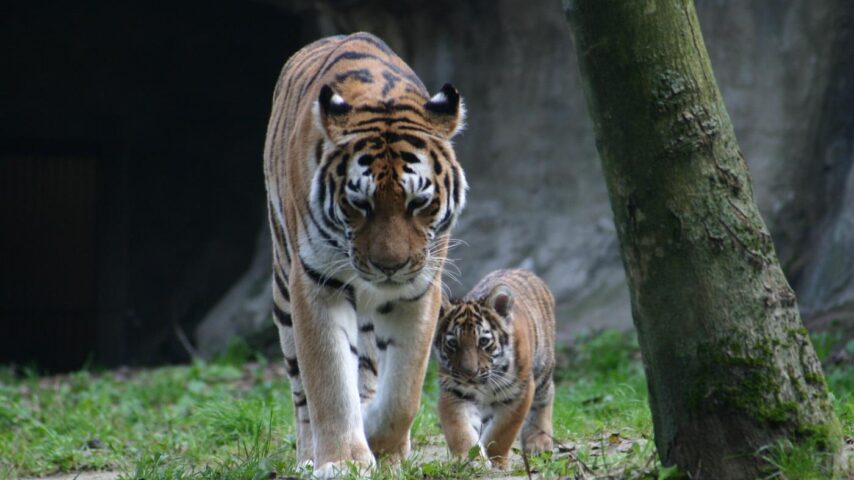 Zoo Schmiding | Tiger Zoo Schmiding | Tiger
